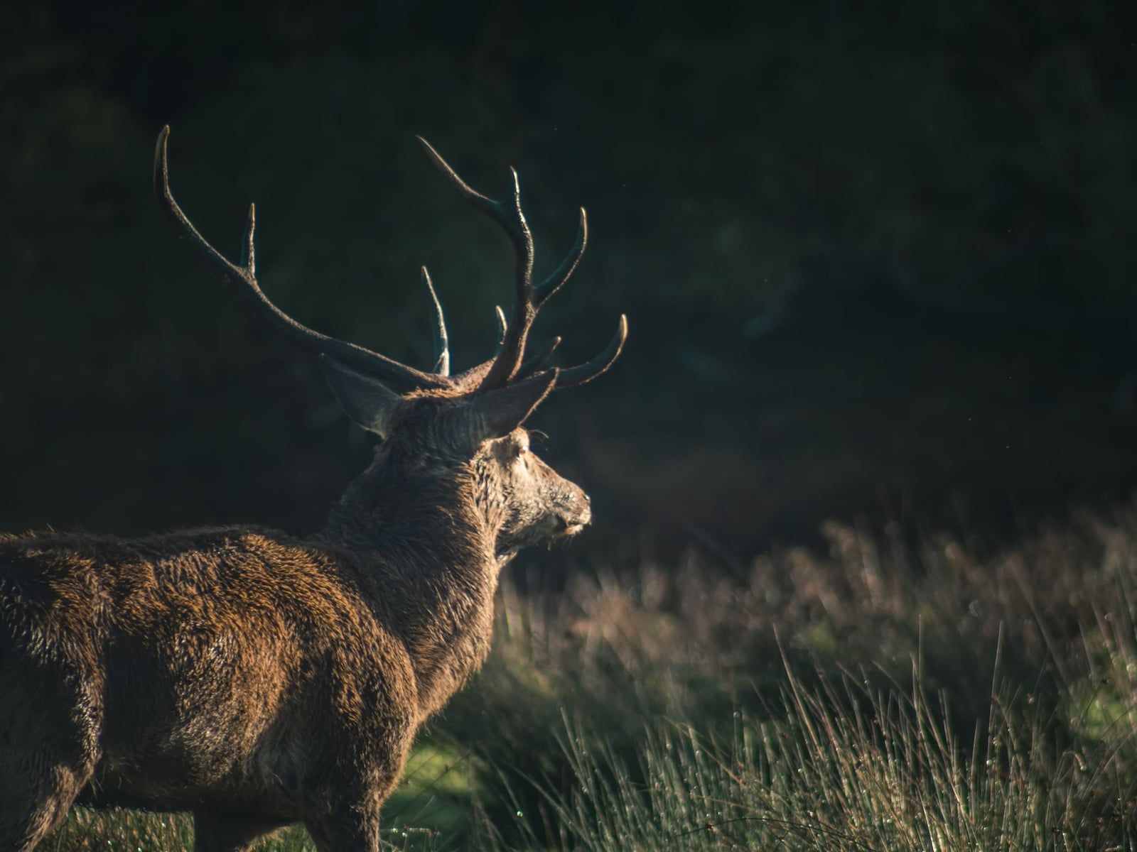 A wild red deer stag illuminated by morning light in Killarney National Park.