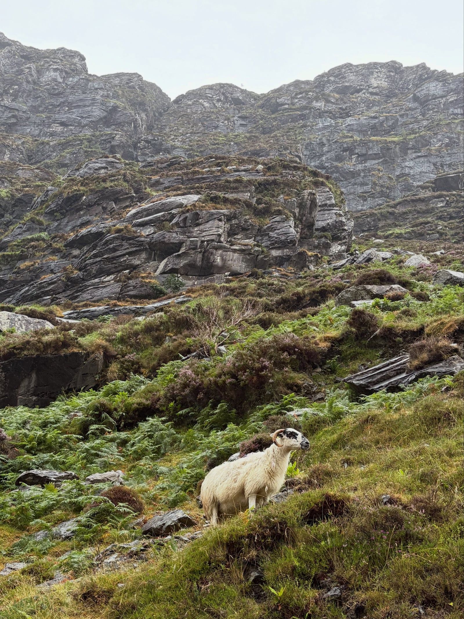 Ansicht von Killarney-Nationalpark